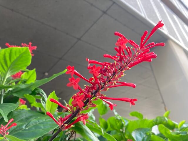赤くて細い花