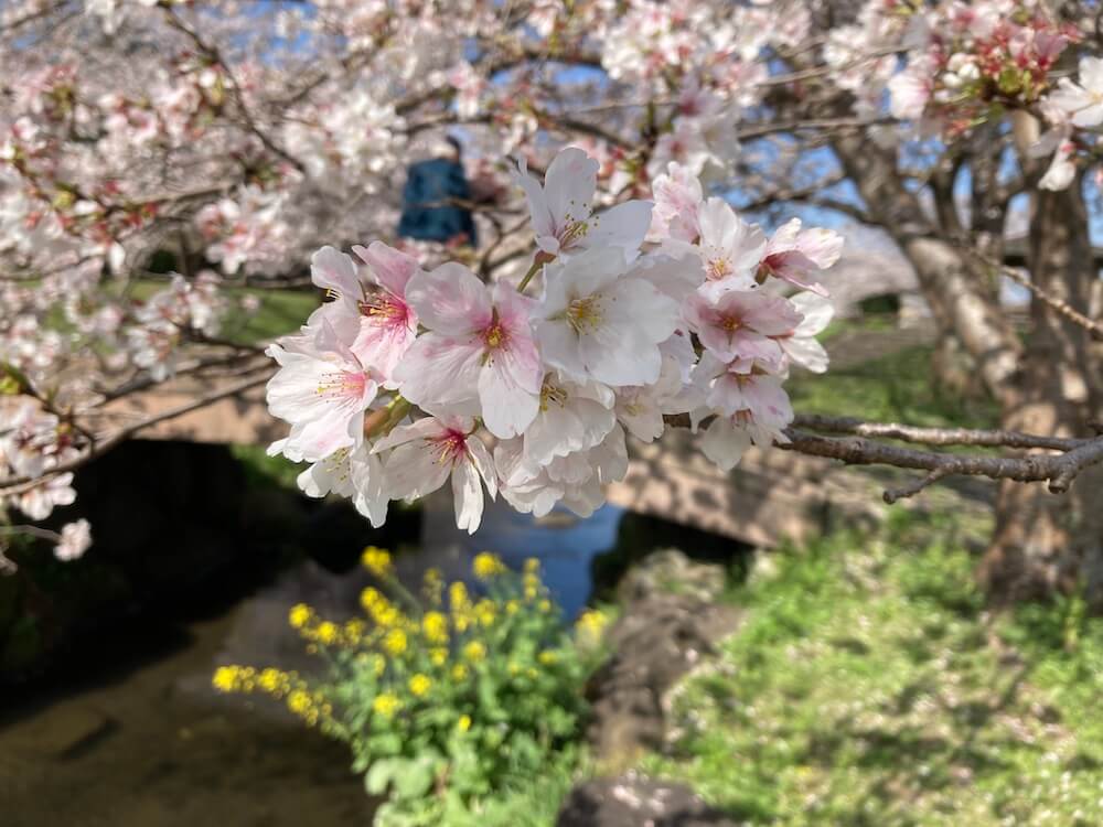 秋津川河畔公園の桜と菜の花と川