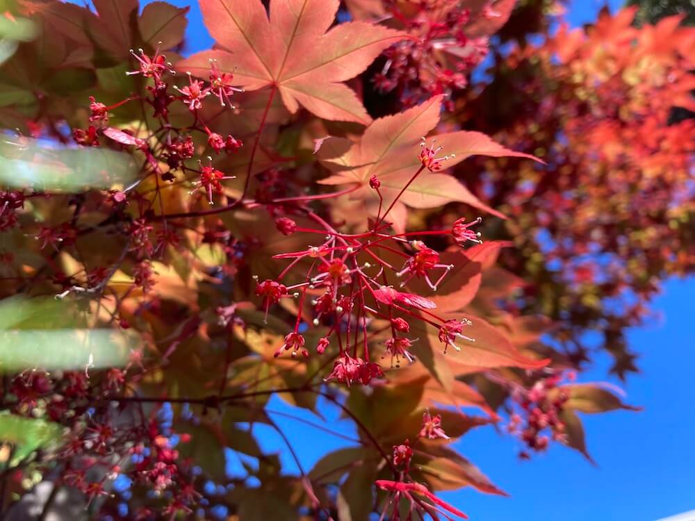 ノムラモミジの赤い葉と花