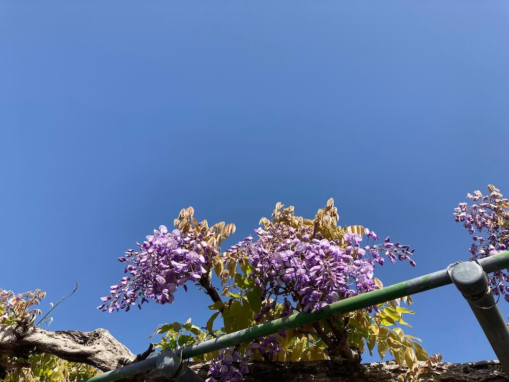 藤の花と青空