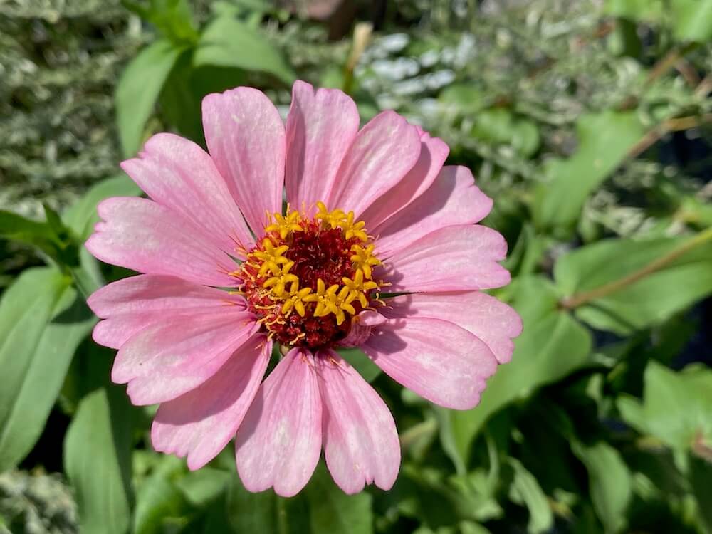 ジニア（百日草）のピンクの花