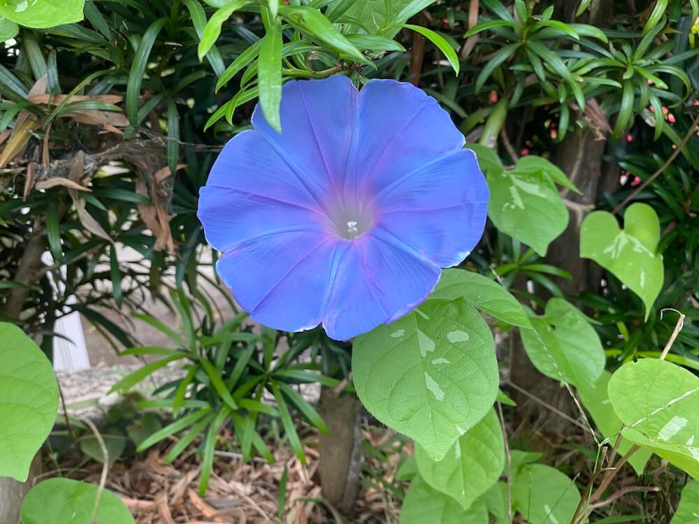 青い朝顔の花