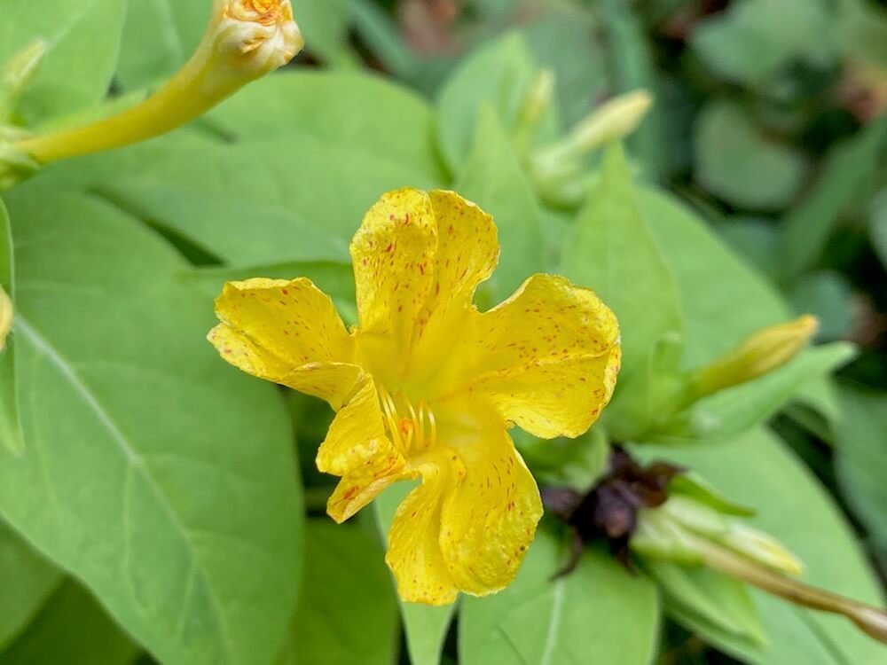 オシロイバナの花