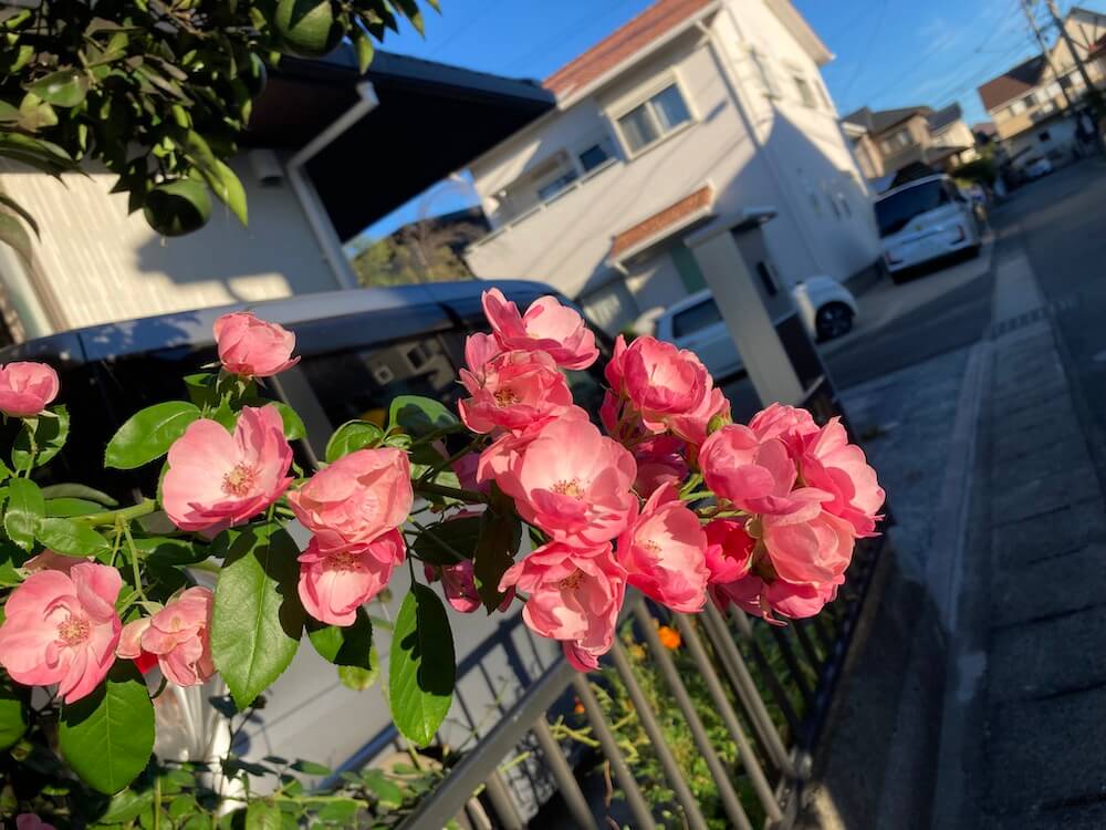 近所で見かける四季咲きバラアンジェラの花
