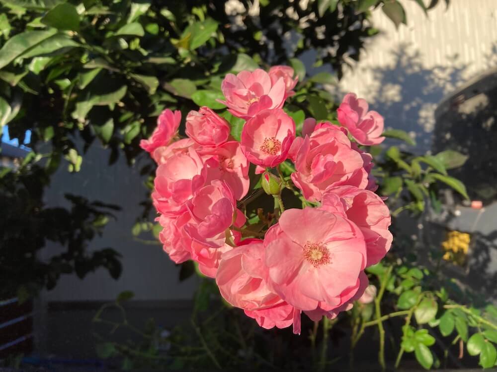 四季咲きバラのアンジェラの花