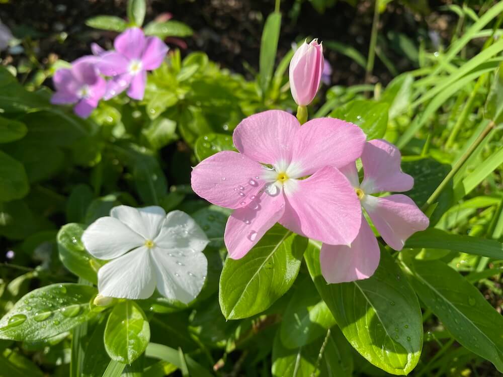 薄いピンクと白のニチニチソウの花
