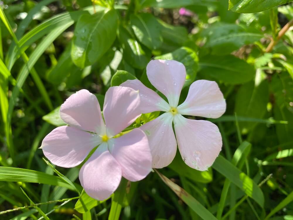 薄いピンクのニチニチソウの花