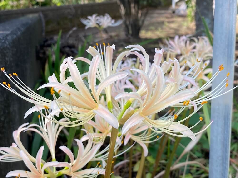 白い彼岸花の花