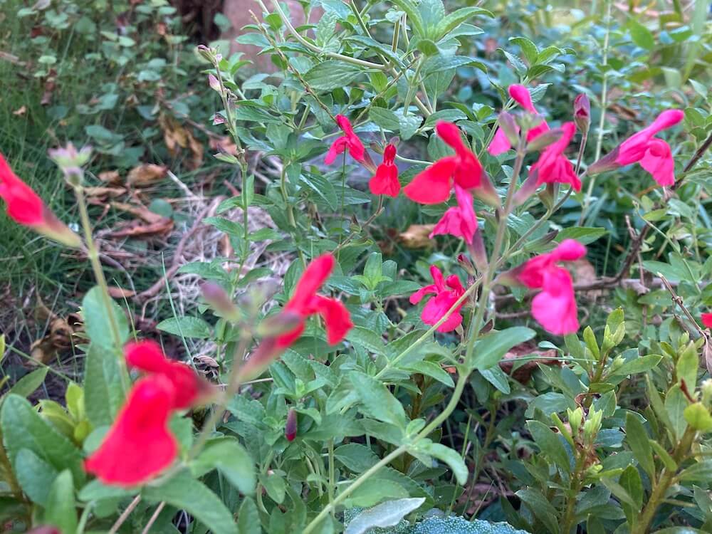 赤いチェリーセージの花たち