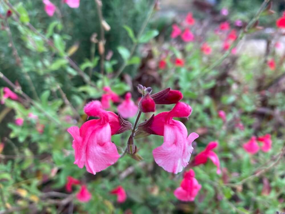 ピンクが混じるチェリーセージの花