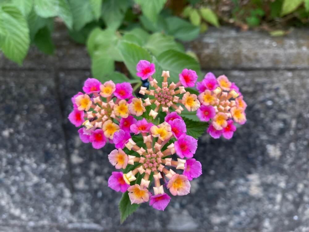 ランタナの花