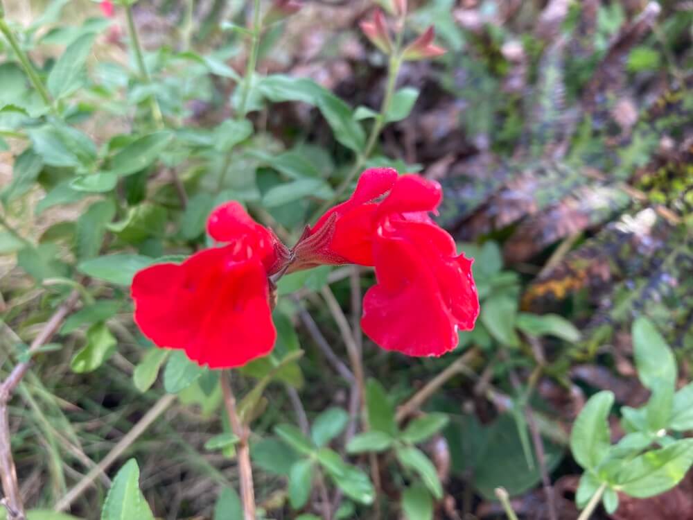 赤いチェリーセージの花