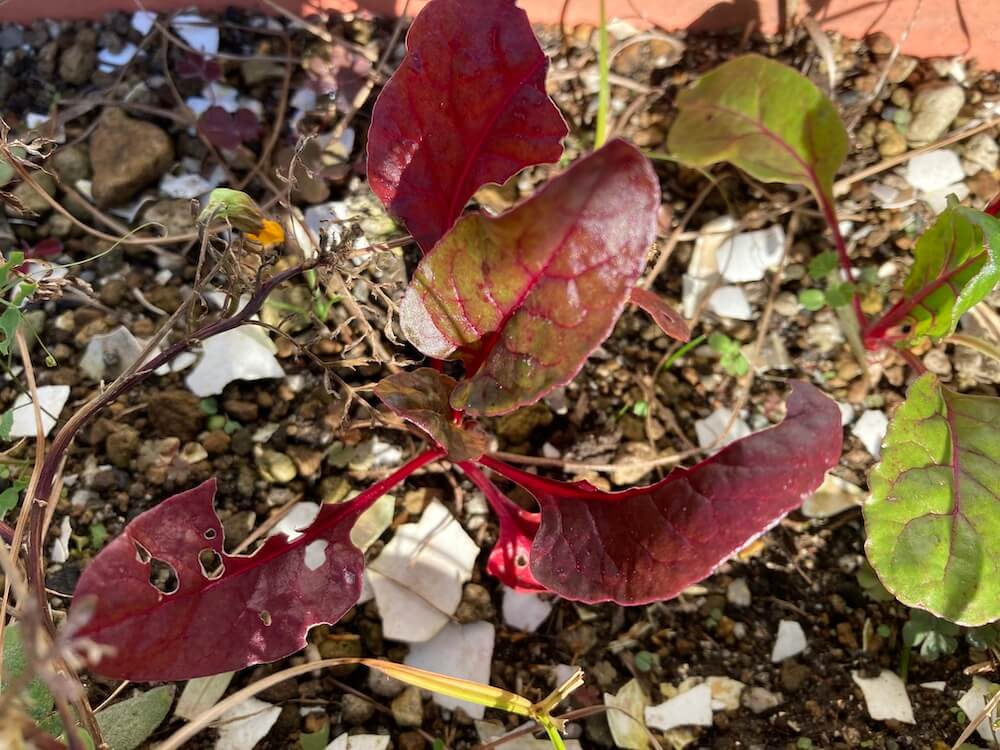 成長している赤いスイスチャードの葉