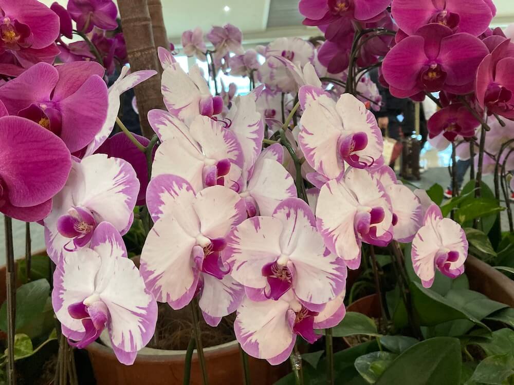 那覇空港のキレイなランの花たち