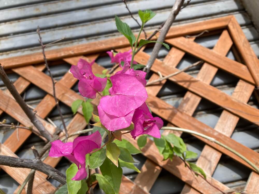 薄いピンクのブーゲンビリアの花