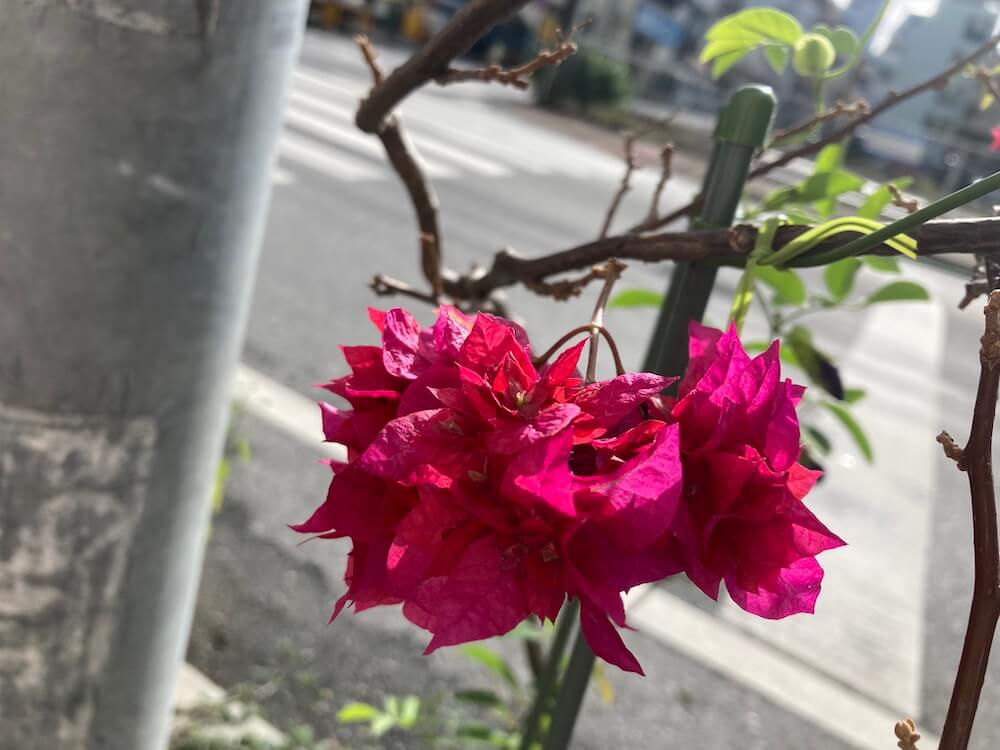 那覇の街角で咲くブーゲンビリアの花