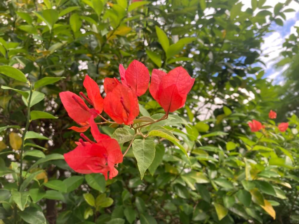 赤いブーゲンビリアの花