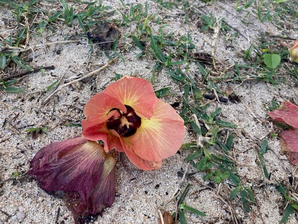 オオハマボウの落ちた花