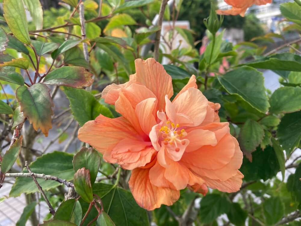 オレンジ色のハイビスカスの花