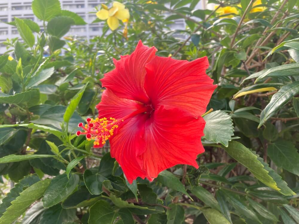 赤いハイビスカスの花