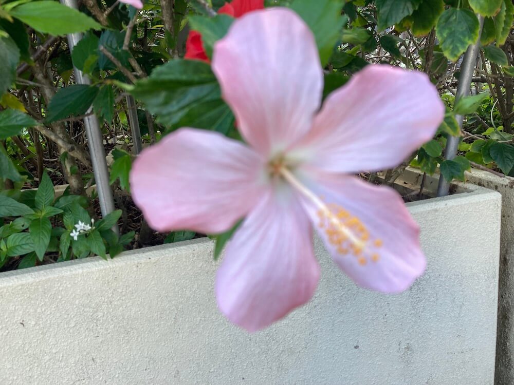 薄いピンクのハイビスカスの花
