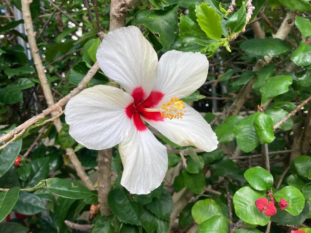 中心が赤い白いハイビスカスの花