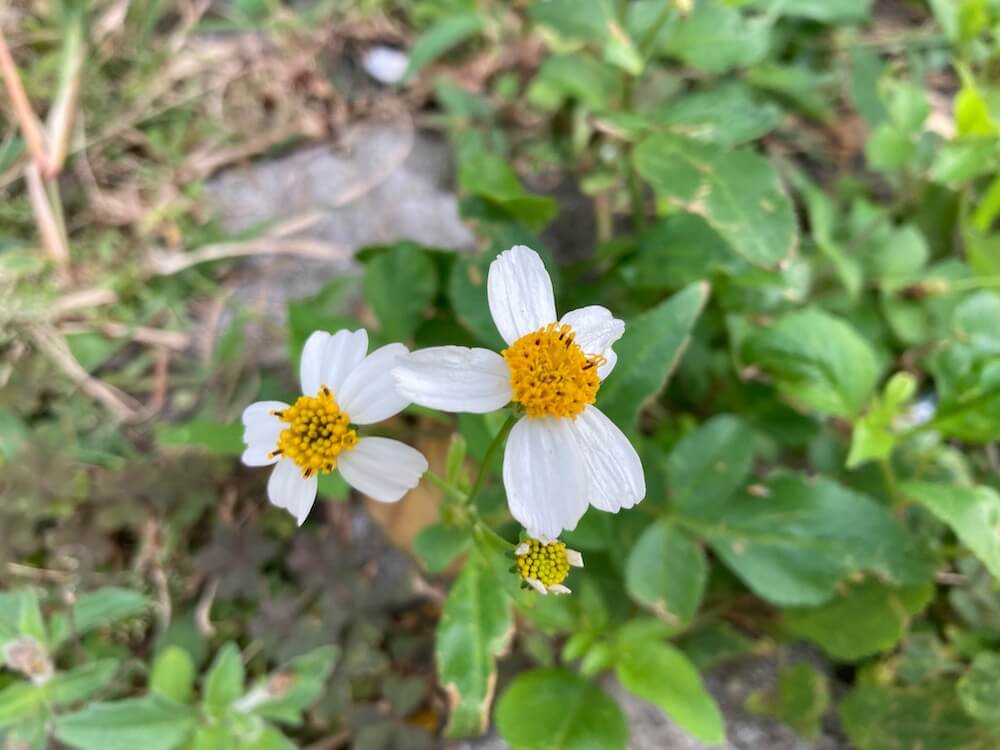 シロノセンダングサの
可愛い花