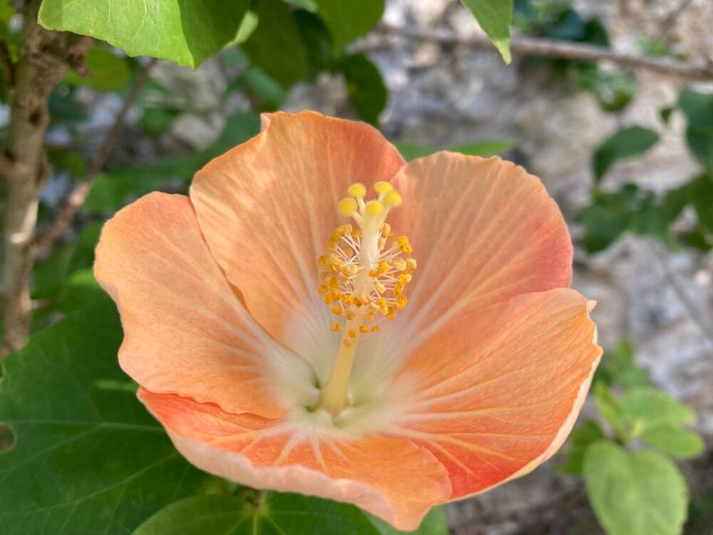 オレンジのハイビスカスの花