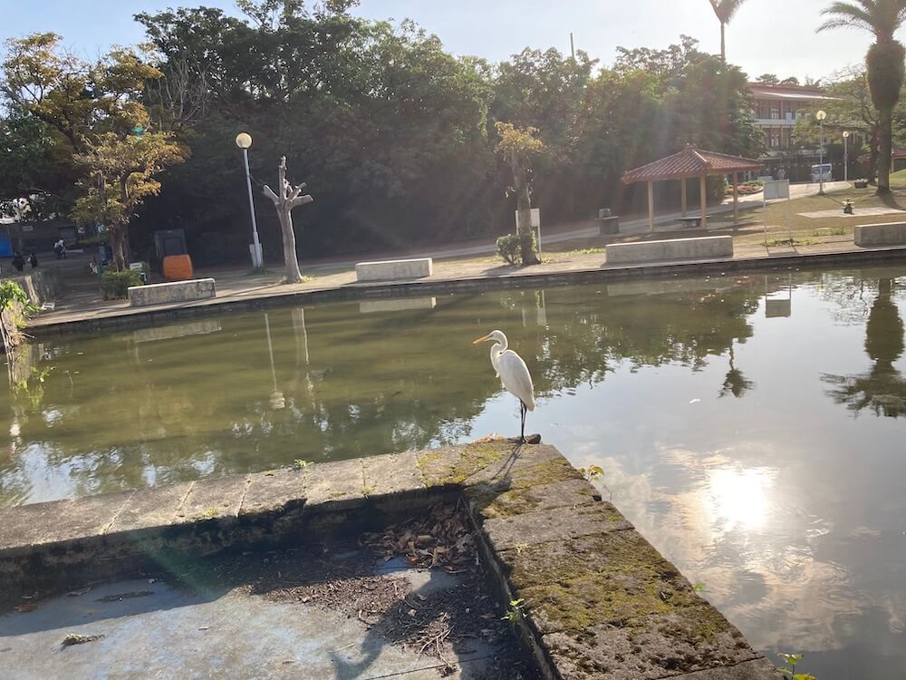 奥武山公園の池としらさぎ