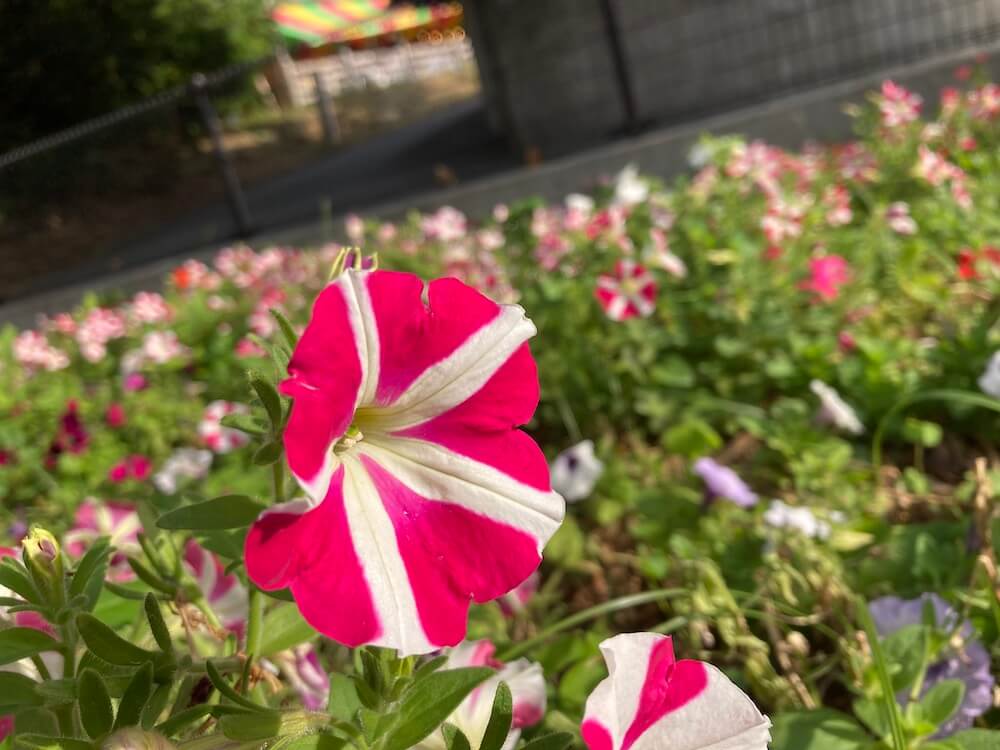 赤と白のペチュニアの花