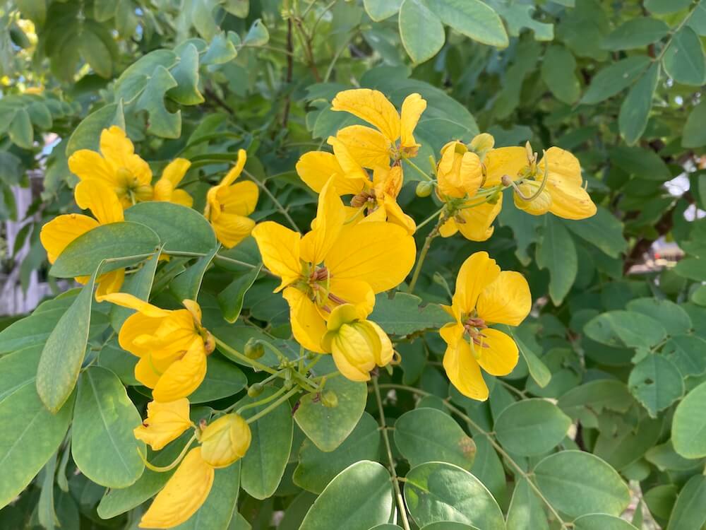 マメ科の黄色い花達
