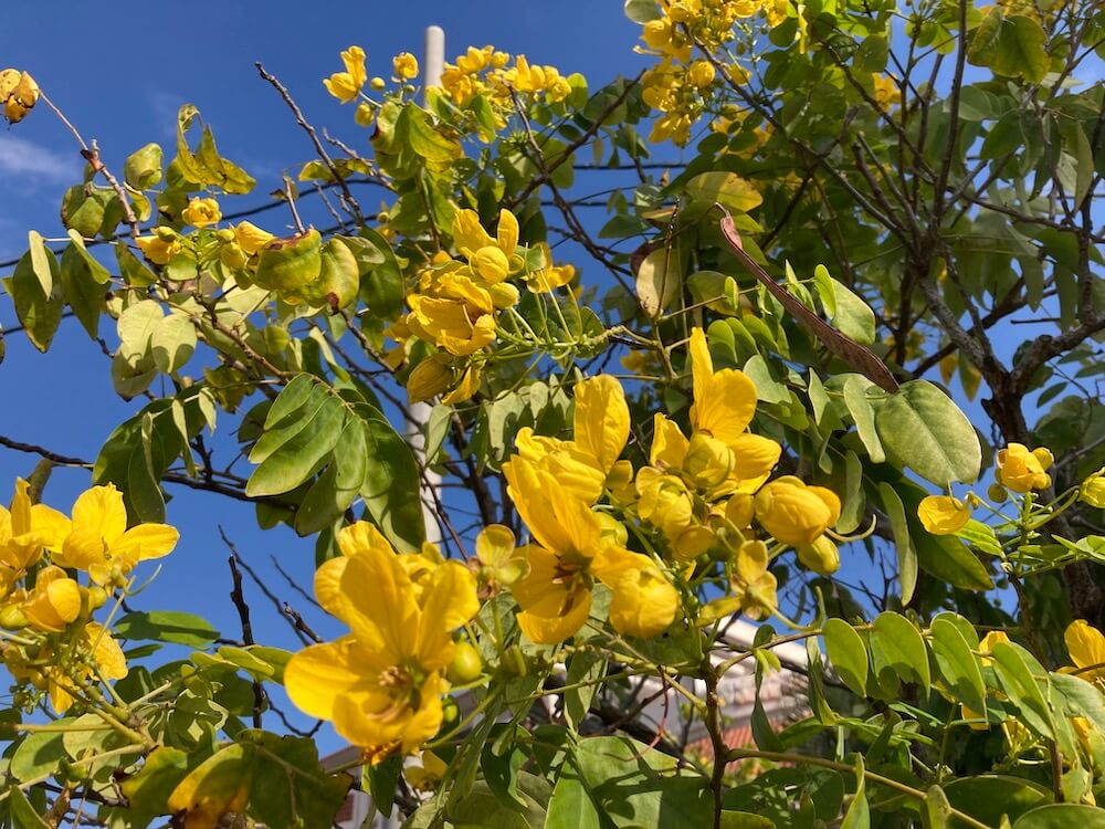 黄色いマメ科の花と青空