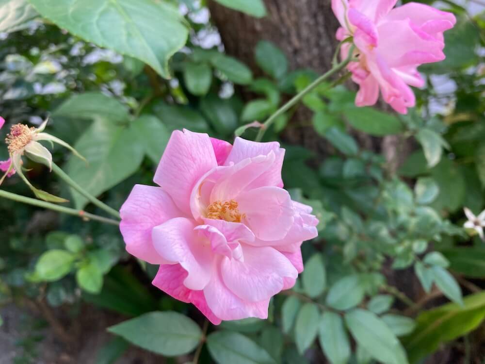 薄いピンクのバラの花