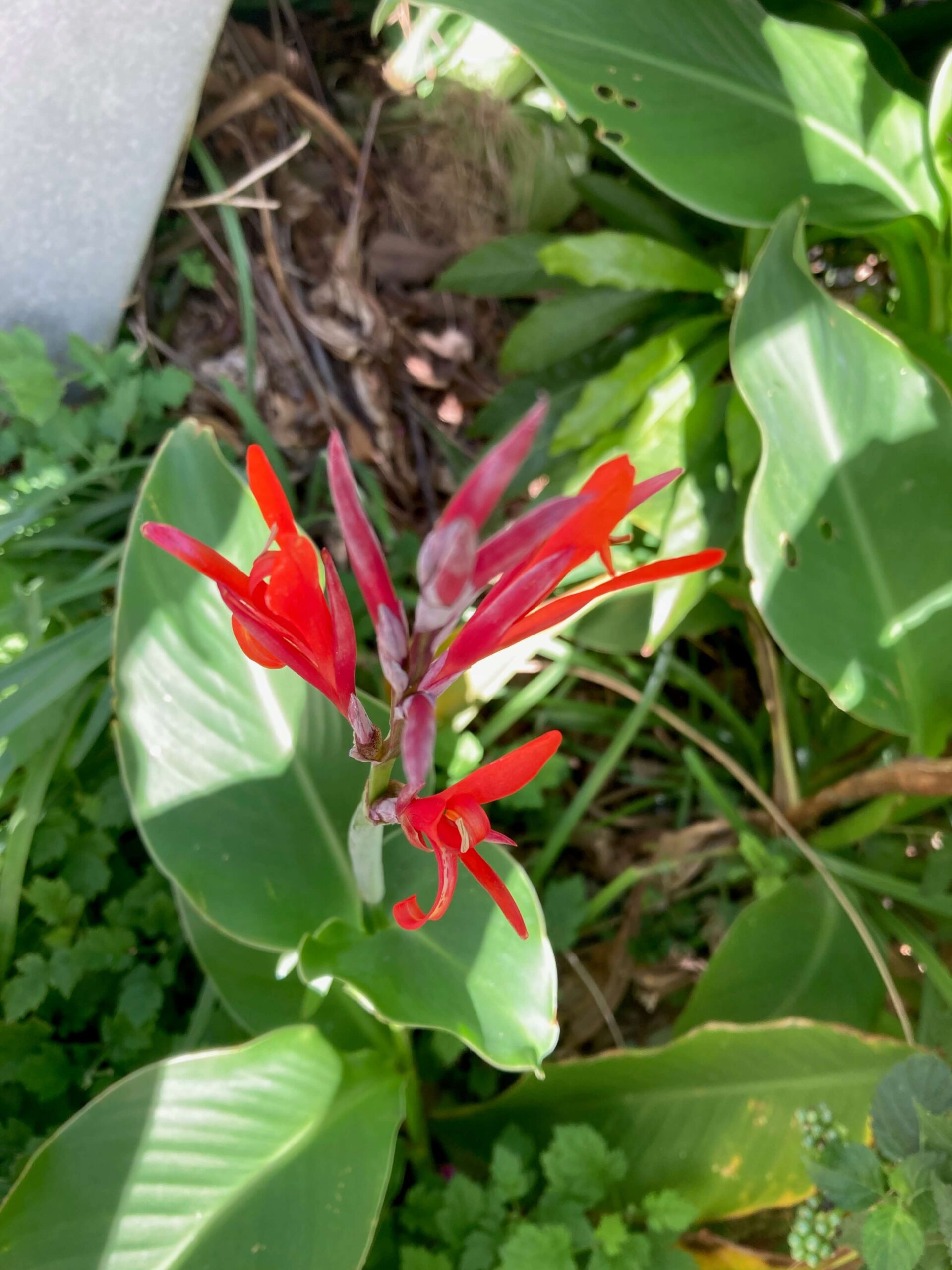 ダンドクの赤い花