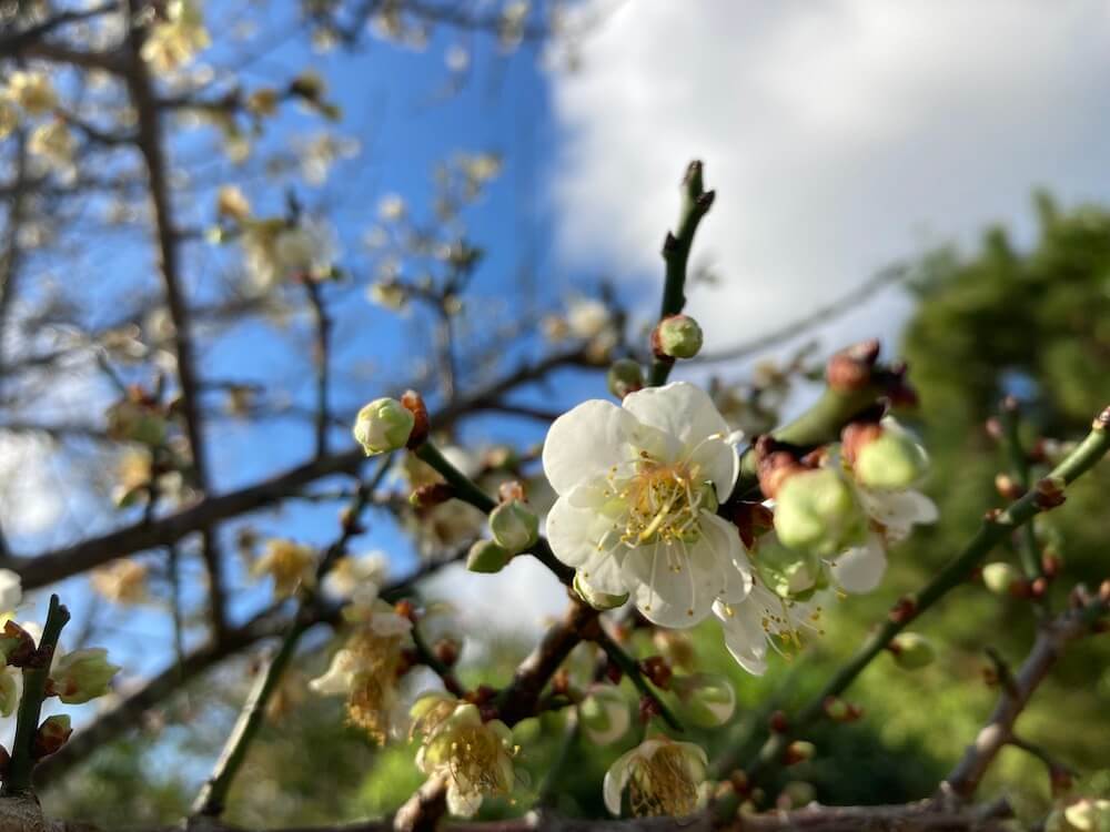 梅の花　沖縄