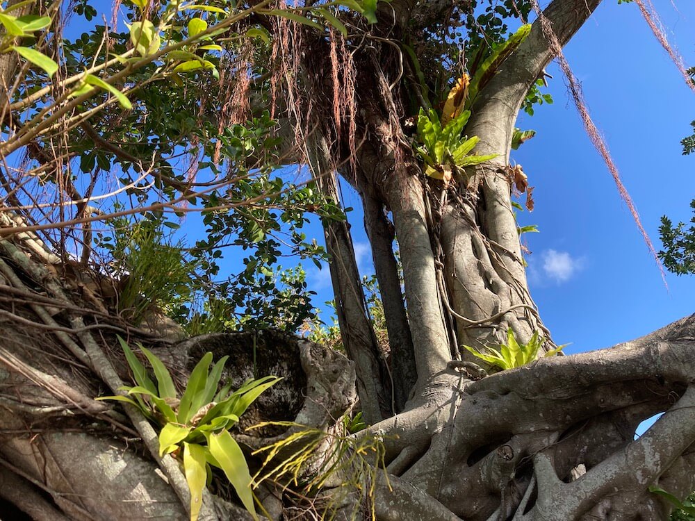 ガジュマルの木に生えるオオタニワタリ