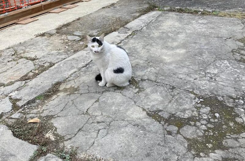 那覇の街角で見かけた猫