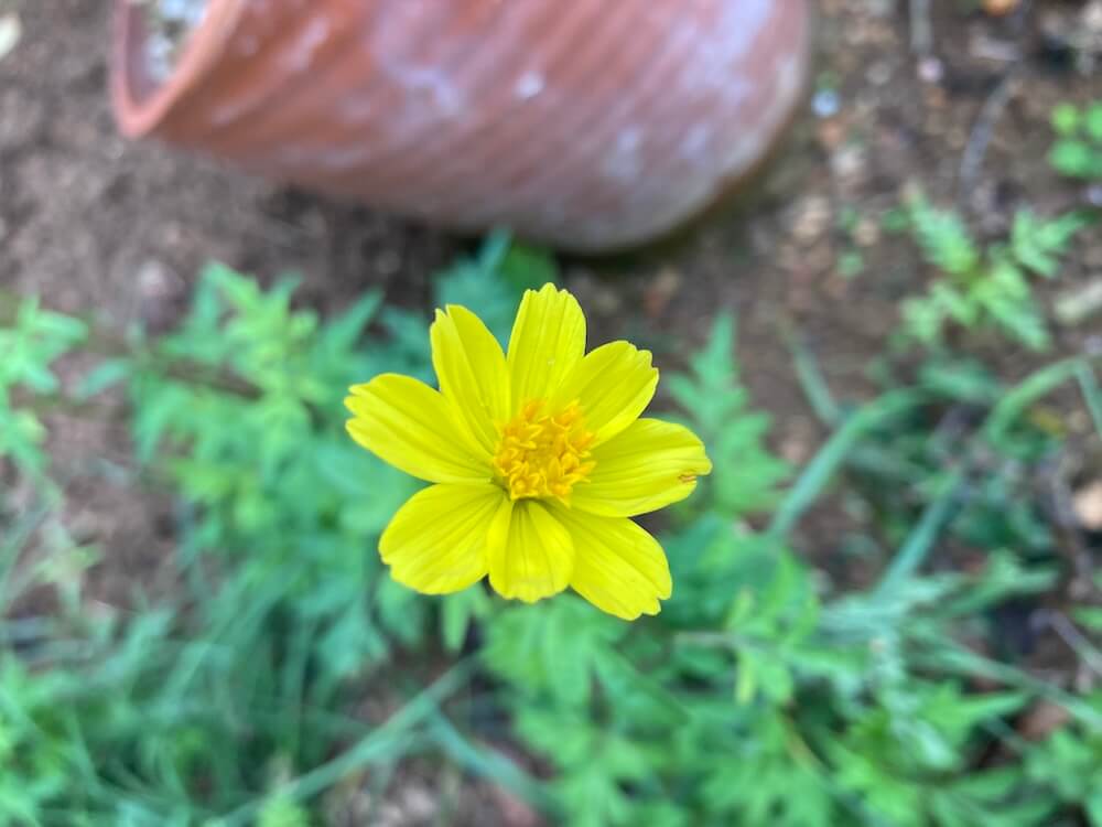 綺麗な黄花コスモスのレモンブライトの花