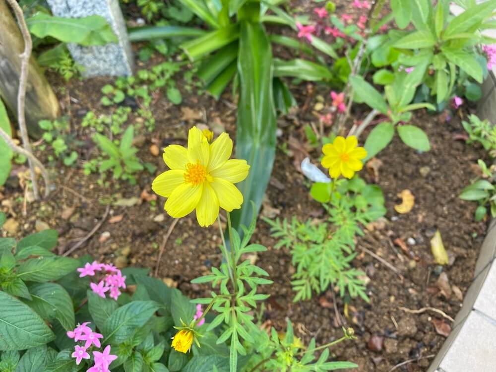 黄花コスモスのレモンブライトの花