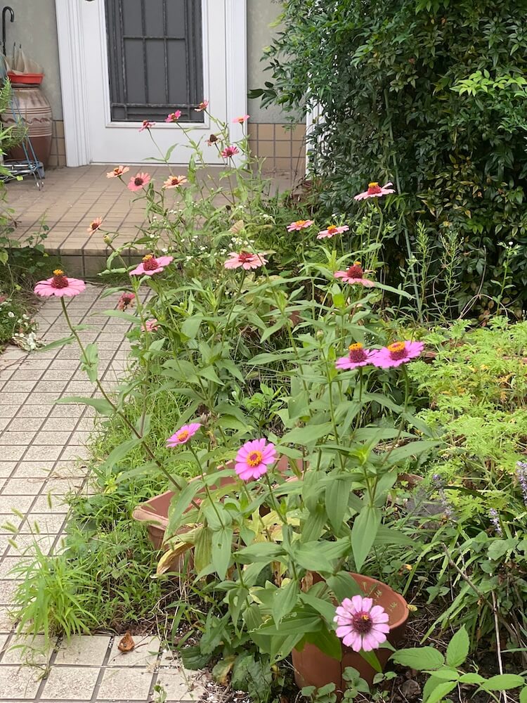 ジニアの花が咲き乱れるワイルドな庭