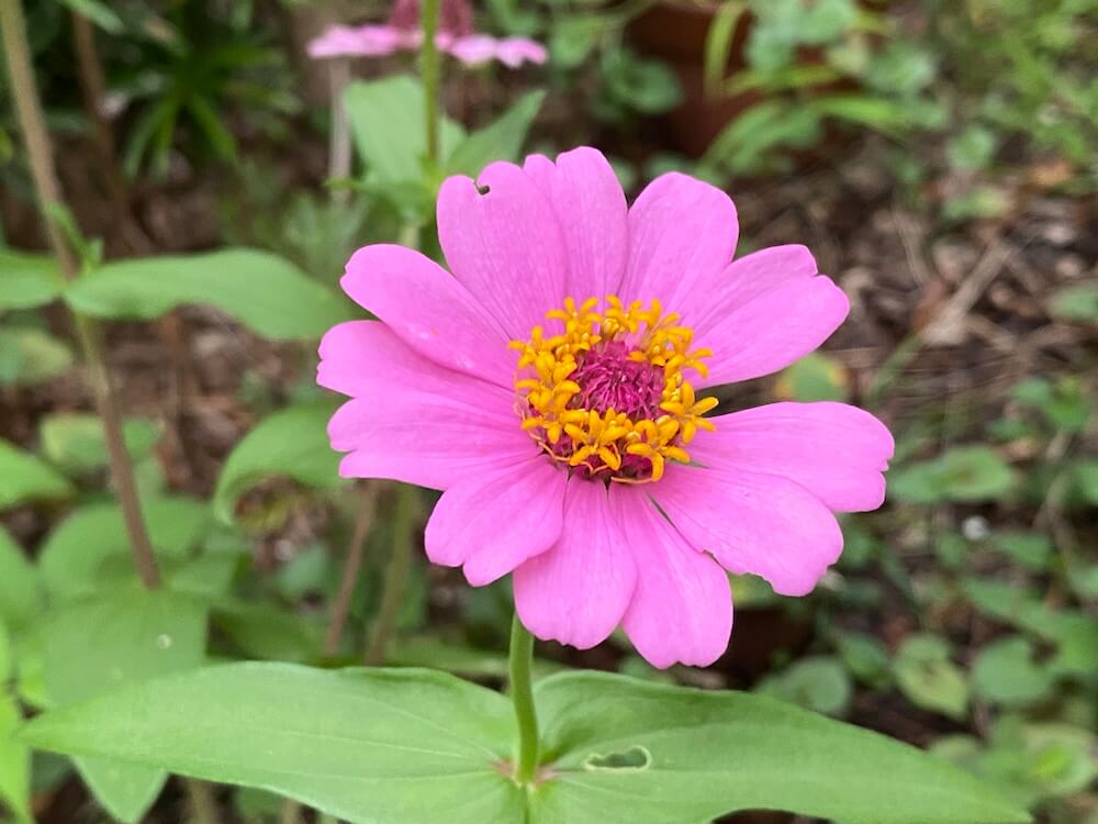 ピンク色のジニアの花