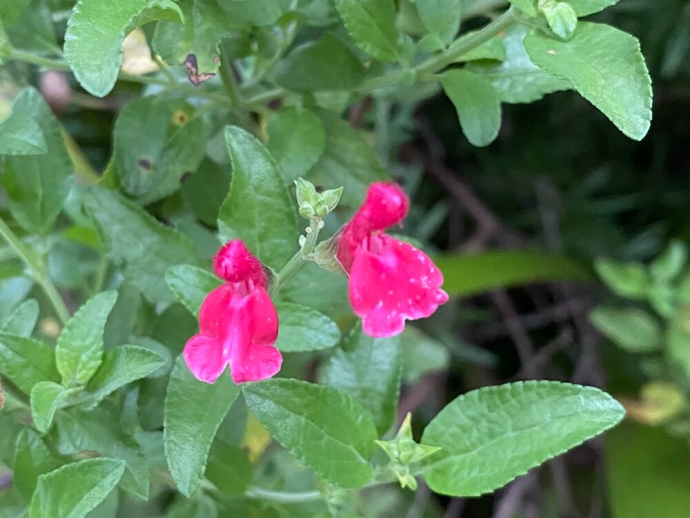 チェリーセージの花も可愛い