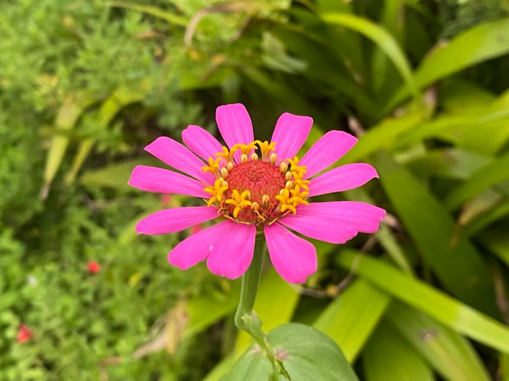 濃いピンク色のジニアのはな