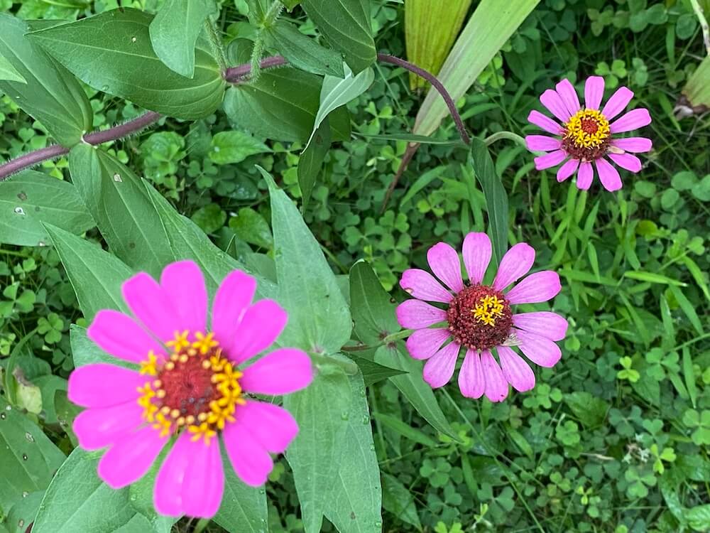 ジニアの花が満開