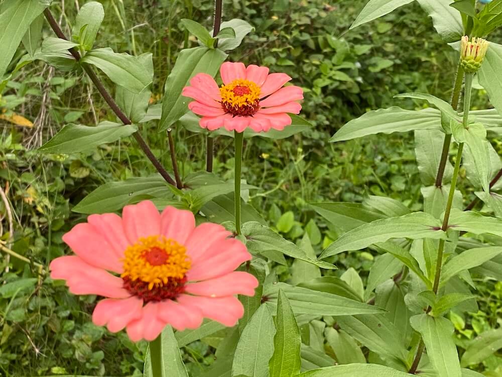 少しオレンジ色のジニアの花