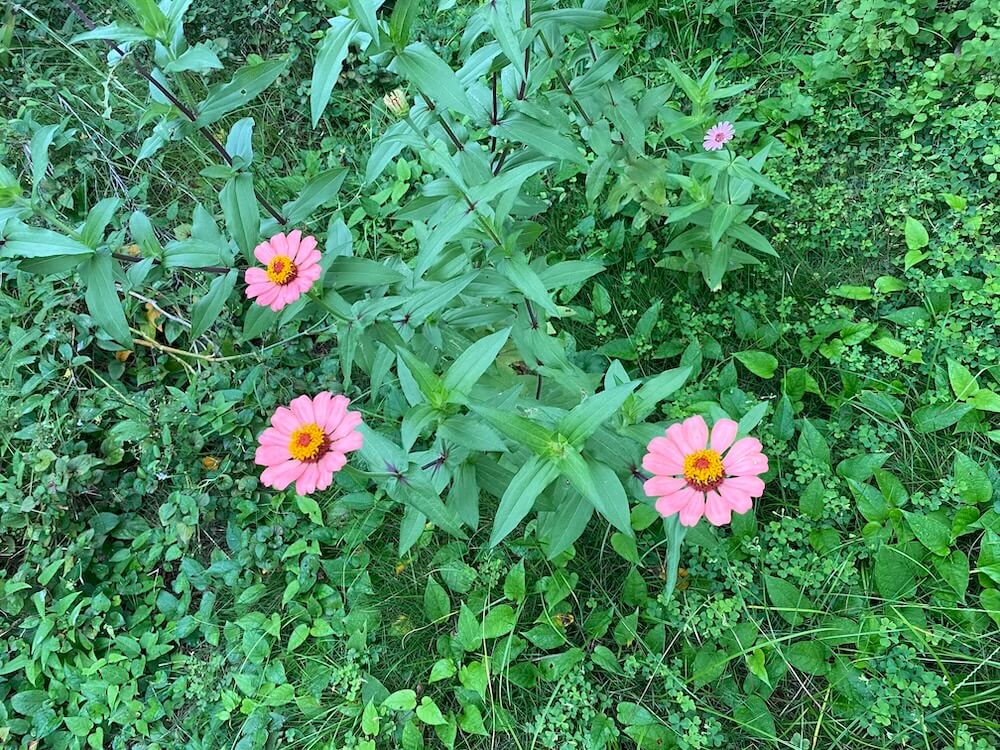 ミントに囲まれて作事にあの花