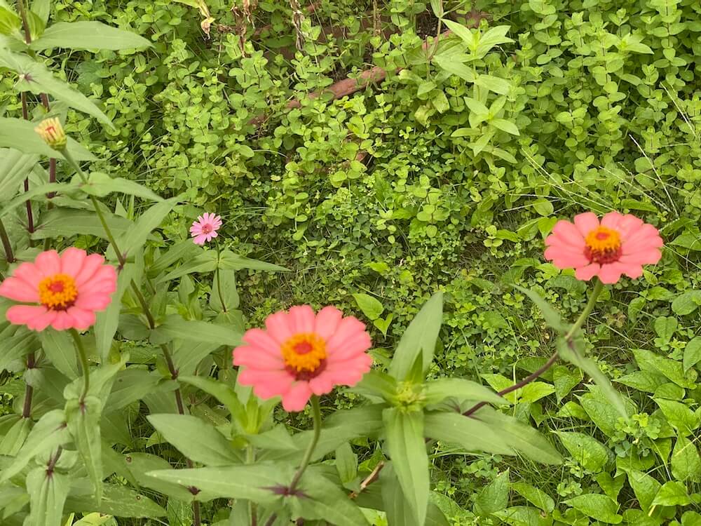 アップルミントとジニアの花たち