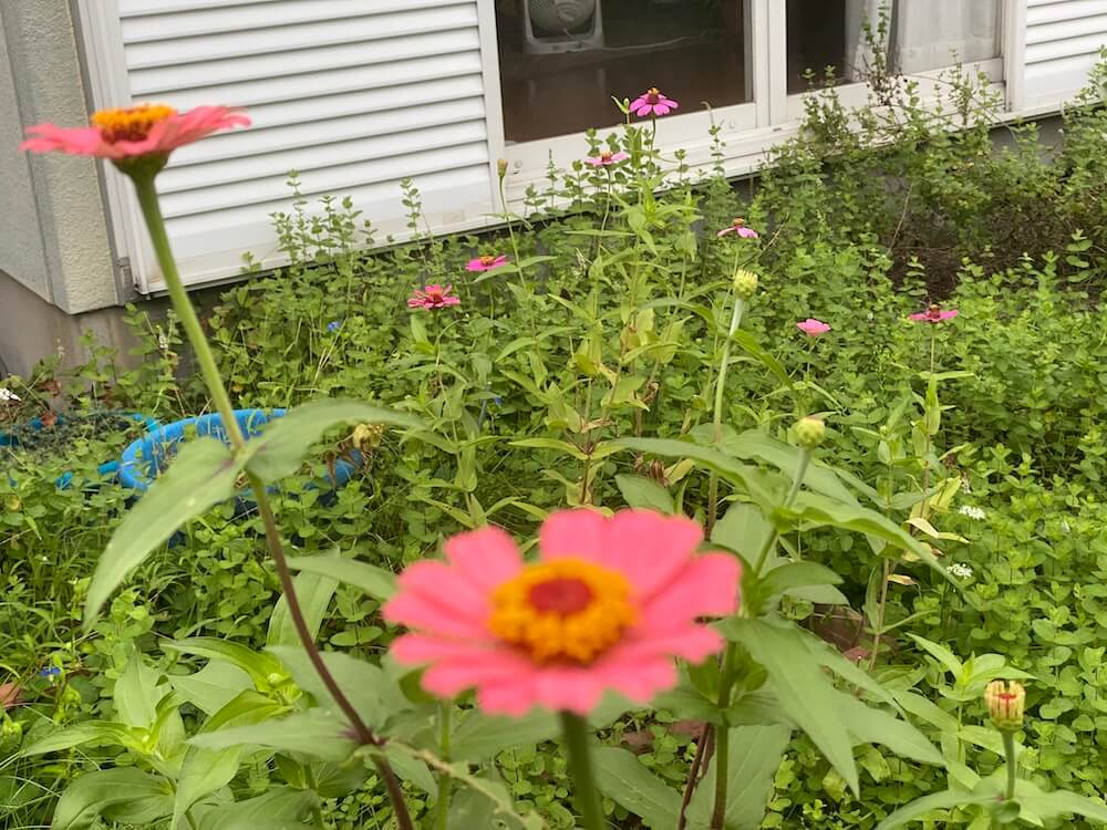雑草の中で咲くジニアの花