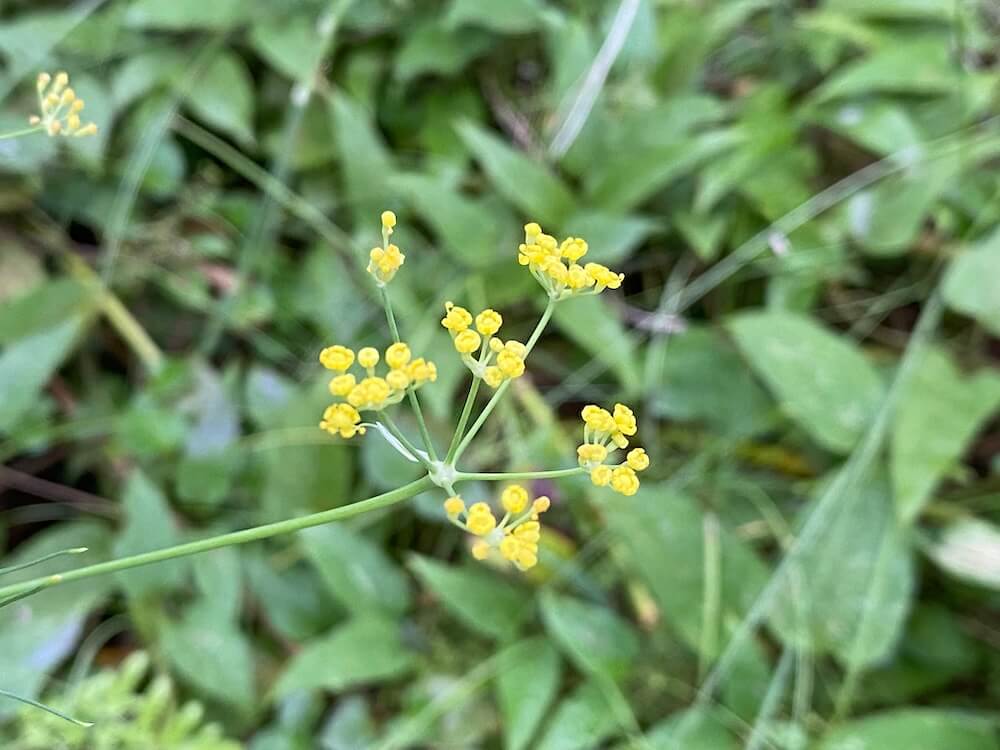 フェンネルの花の蕾もキレイ