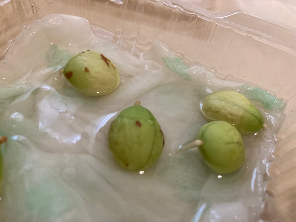ビワの発芽